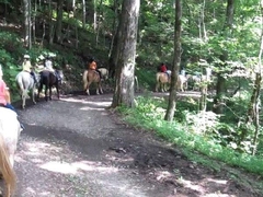 Fern Forest on main road
